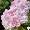 Pelargonium 'Rococo' - Pelargoon 'Rococo' P9/0,55L Pelargonium 'Rococo' - Pelargoon 'Rococo' P9/0,55L